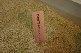 阿蘇こしひかり(節減対象農薬5割減)　令和4年産